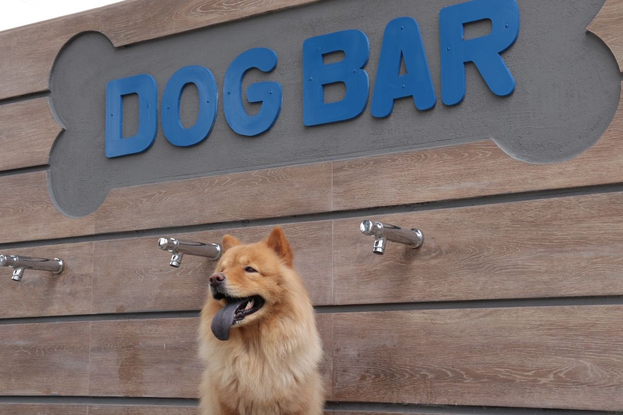 Amazonas Shopping inaugura primeiro Pet Park em centro de compras de Manaus e realiza evento de adoção, neste sábado