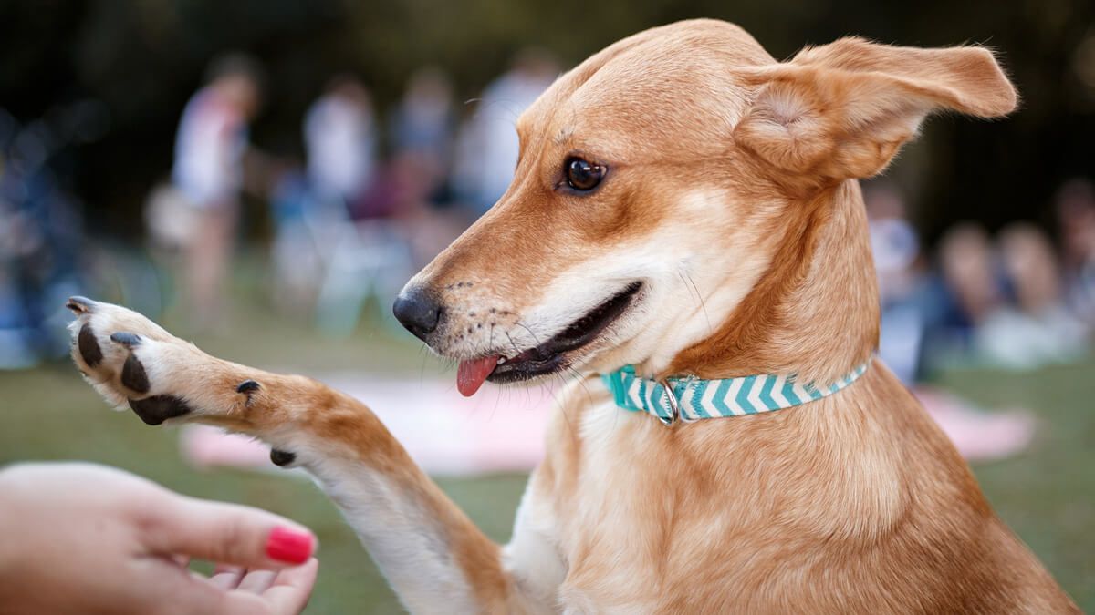 Adoção de pets s aula de adestramento no Amazonas Shopping
