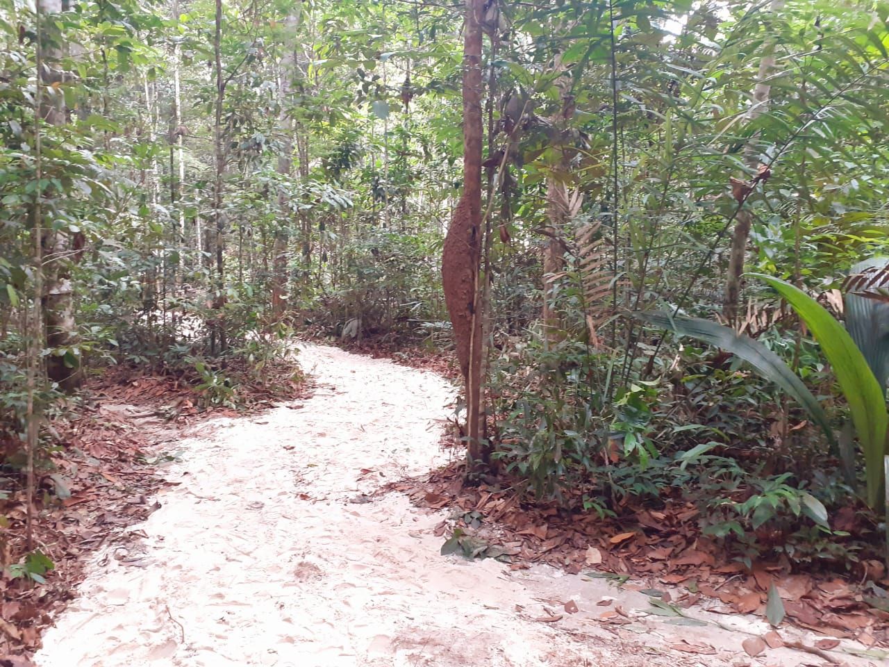 Museu da Amazônia inaugura nova trilha no aniversário de Manaus
