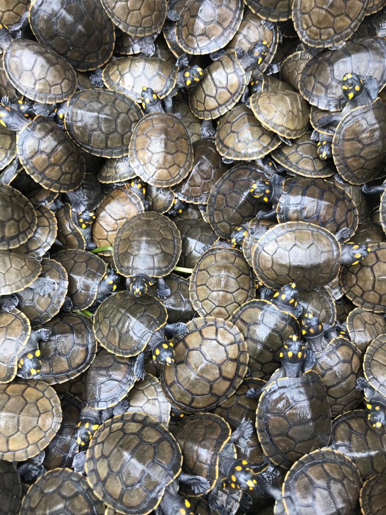 Instituto Claro apoia início da coleta de ovos de quelônios na Amazônia