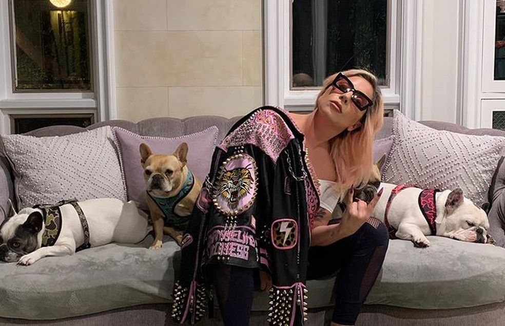 Lady Gaga oferece US$500 mil por dois cães roubados