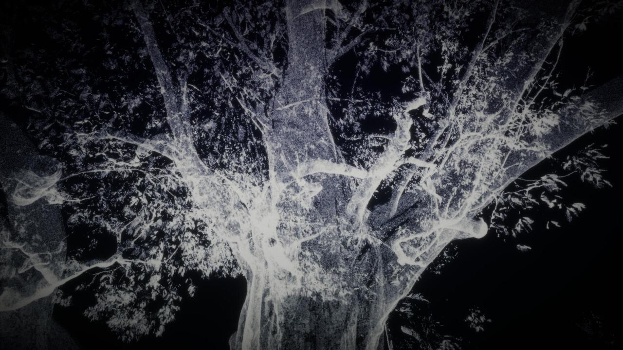 Árvore mais antiga da Amazônia é transformada em obra de arte