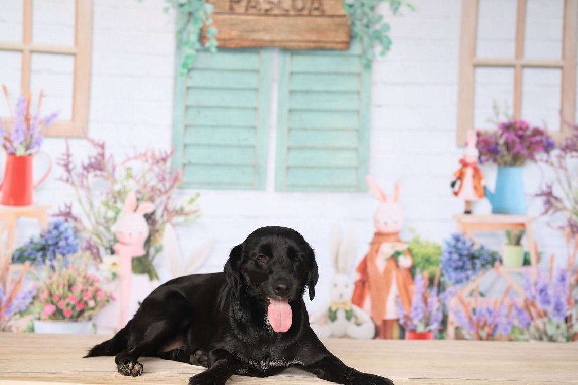 Cem cachorros estão disponíveis para adoção em feira virtual realizada por shopping