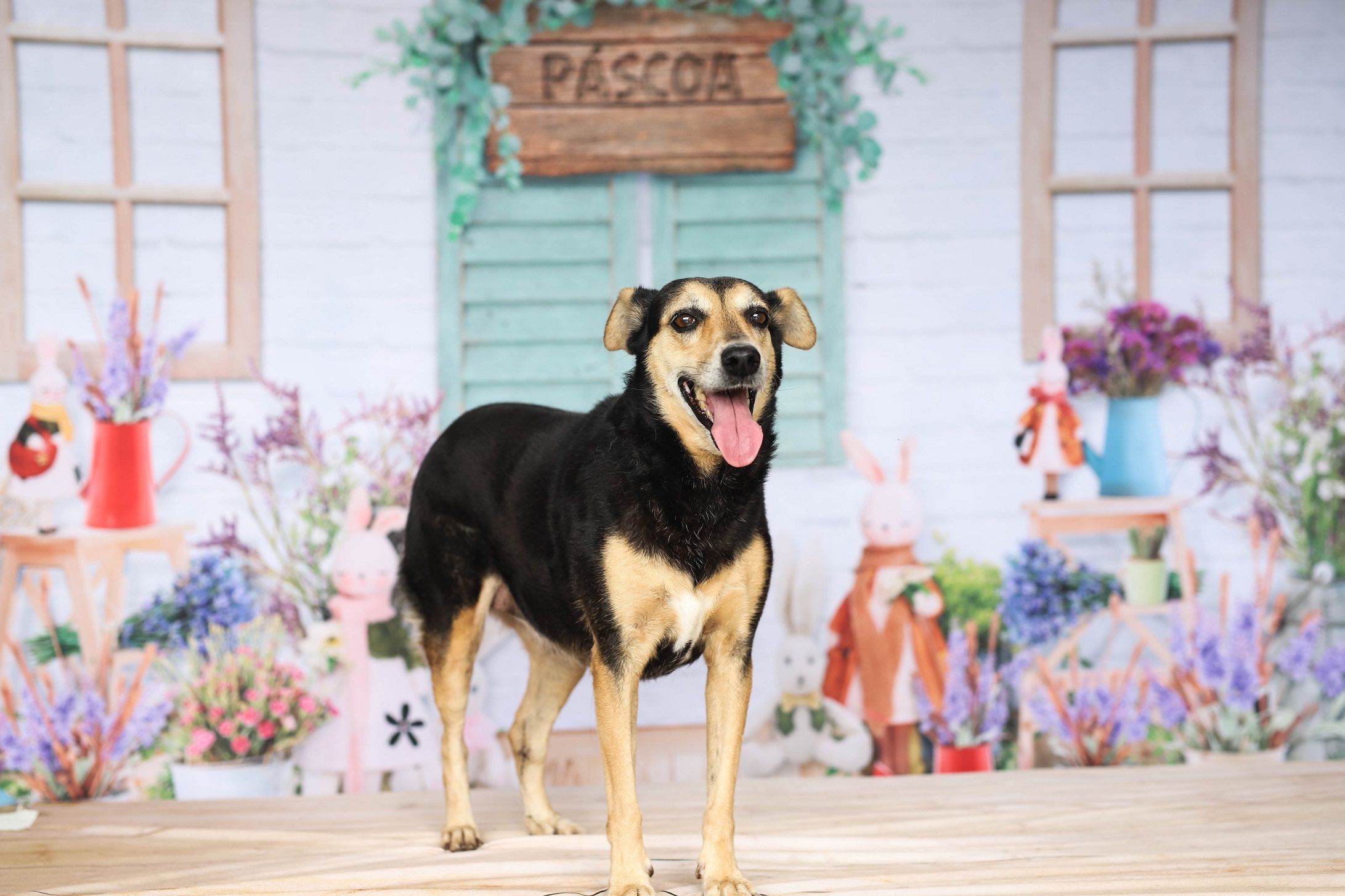 Feira virtual de adoção de cachorros encerra neste sábado