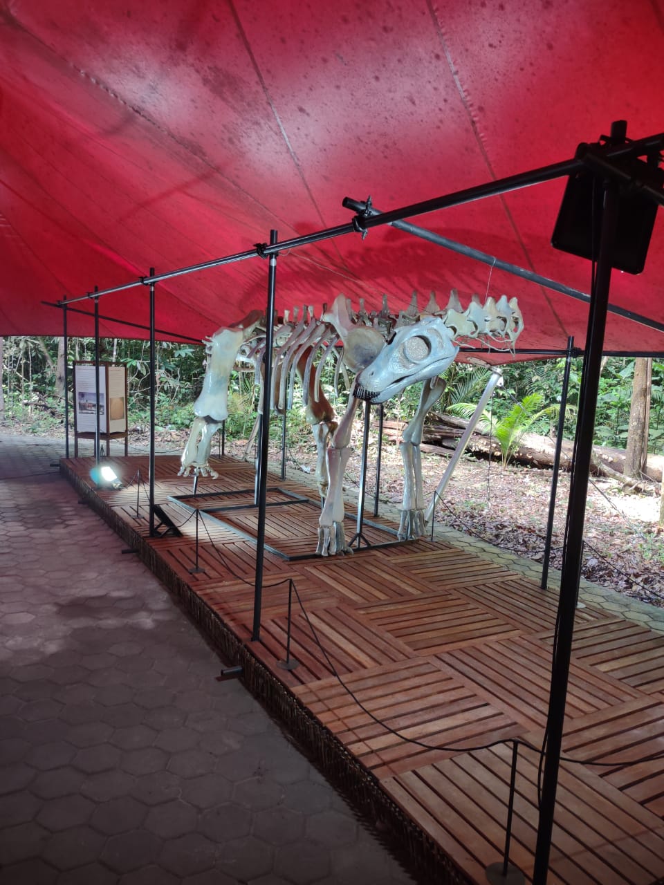 MUSA inaugura exposição inédita de gigantes extintos da Amazônia