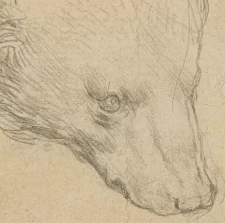 'Cabeça de Urso' de Da Vinci pode chegar a R$ 87 milhões em leilão