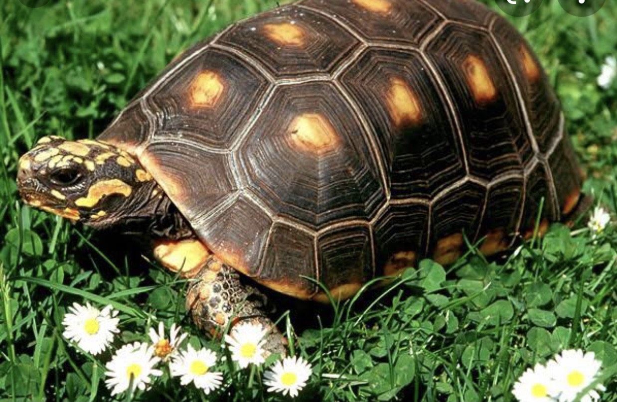 Черепаха 6 букв. Желтоногая черепаха шабути. Угольная черепаха (Chelonoidis carbonaria). Зубчатая черепаха (шабути) желтоногая. Черепаха Тартаруга.