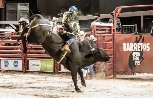Adiada, Festa do Peão de Barretos terá edição virtual com rodeios e shows