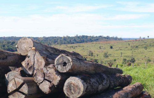 Operação Tamoiotatá embargou o equivalente a 8 mil campos de futebol em terra de desmatamento ilegal