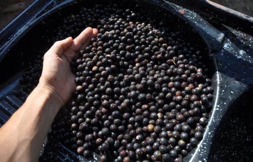 Prêmio Elos da Amazônia 2021: tecnologias inovadoras para a cadeia produtiva do açaí