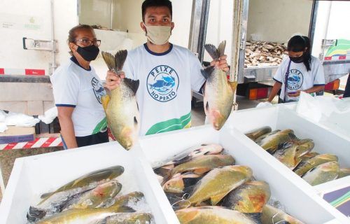 Feirão do pescado manejado terá pirarucu e tambaqui a preços populares