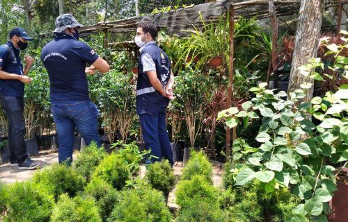 Adaf intensificou ações de defesa vegetal no Amazonas em 2021