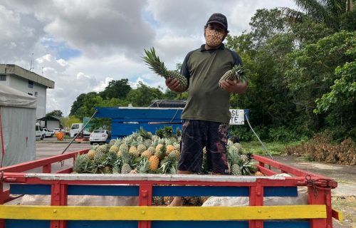 Manaus recebe 9 toneladas de alimentos pelo Programa Alimenta Brasil