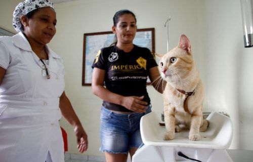 CCZ divulga calendário de agendamento para castração de cães e gatos