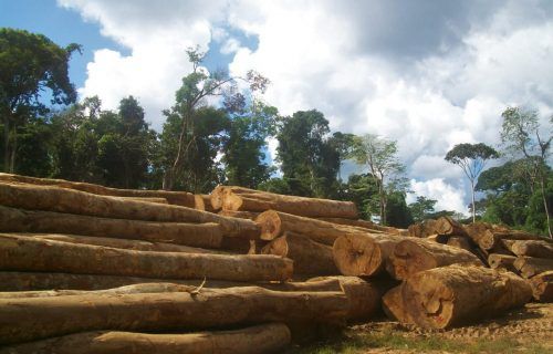 Pesquisa aponta que mais da metade da exploração ilegal de madeira acontece em Roraima