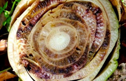 Manaus vai receber “força-tarefa” de educação sanitária