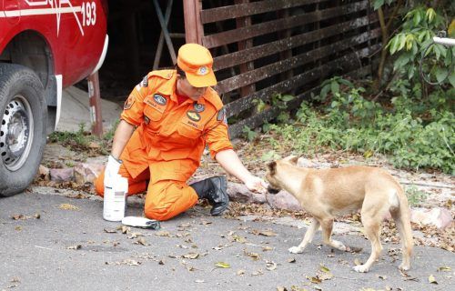 Em dez meses, Corpo de Bombeiros resgatou 138 animais domésticos em situação de risco em Manaus