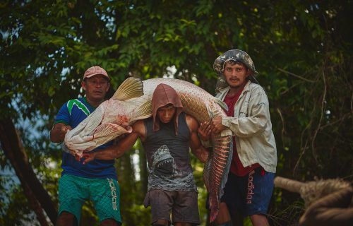 Clube de compras incentiva venda sustentável de pirarucu manejado da Amazônia