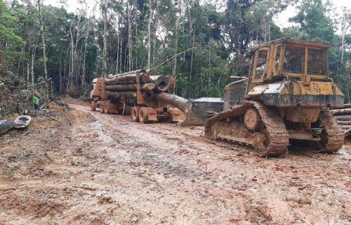 Ipaam alerta sobre período do Defeso Florestal no Amazonas