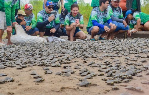 Área de Proteção Ambiental (APA) Nhamundá realiza soltura de quelônios