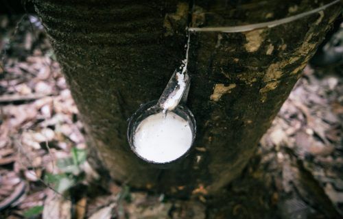 Manaus realiza o primeiro Grande Encontro Estadual do Extrativismo da Borracha
