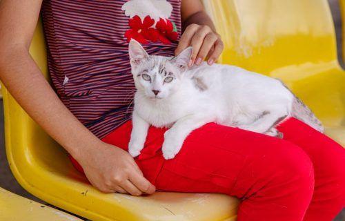 Prefeitura de Manaus promove castração de gatos e vacinação antirrábica no Jorge Teixeira