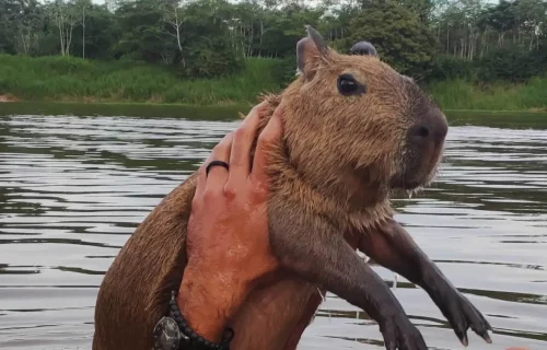 Capivara Filó é devolvida a influencer após decisão judicial
