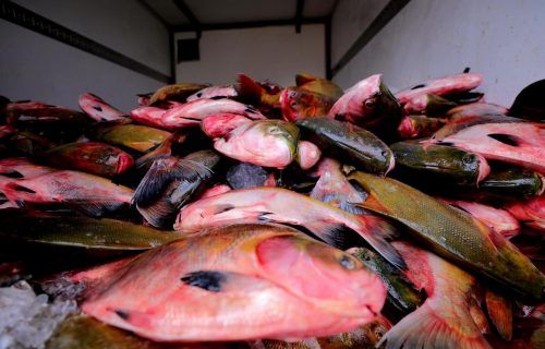 Semana Santa: Indígenas do Amazonas recebem doação de peixes