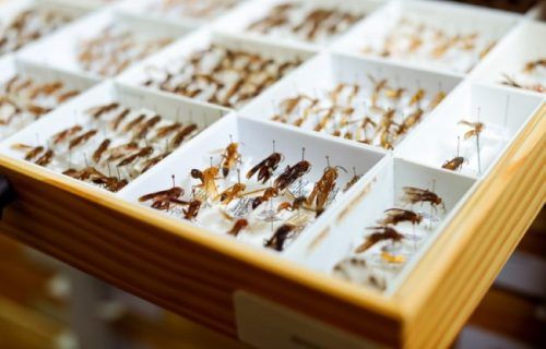 Pesquisa identifica e classifica espécies de cabas encontradas na região amazônica