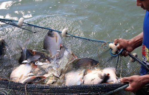 Prefeitura de Manaus acompanhou a despesca de tambaquis e pacus na comunidade do Puraquequara