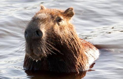 Uma capivara incomoda muito mais