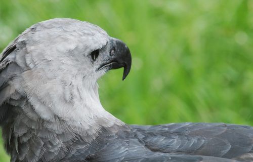 Birdwatching: Observação de pássaros promove ecoturismo no Amazonas