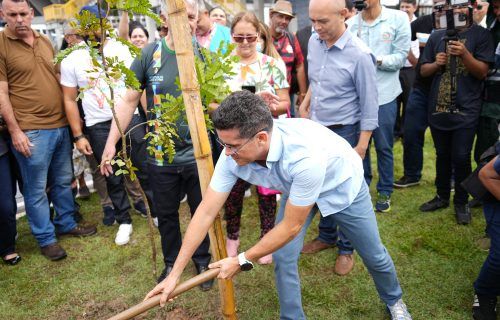 Prefeitura lança app para gerenciar ações de arborização