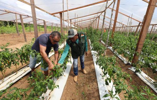 Plano Safra Amazonas