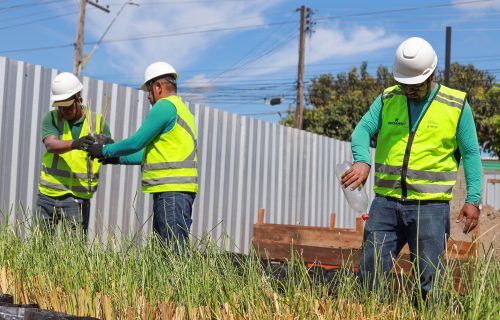 Prosamin+ vai reflorestar mais de 110 mil m2 de áreas degradadas em Manaus