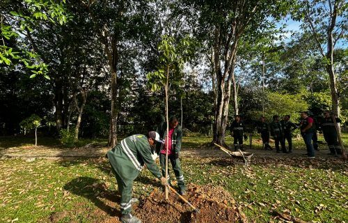 Arborização no parque dos Bilhares