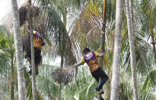 Programa Agro Amazonas fomenta a cadeia produtiva do açaí em Codajás