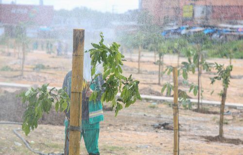 Prefeitura de Manaus intensifica serviços de arborização no período do verão amazônico