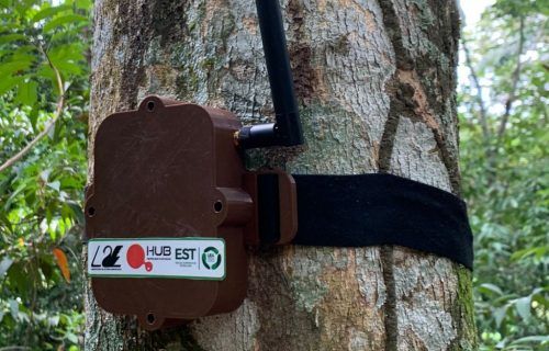 Projeto Curupira, da UEA, vai ajudar no combate à derrubada de árvores