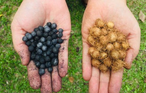 Biocarvão é alternativa sustentável para fertilidade de solos amazônicos