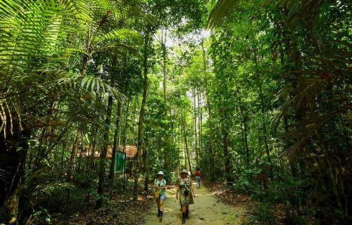 Dia da Árvore: Amazonastur destaca roteiro para conhecer a imponência da floresta