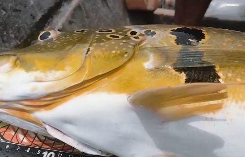Boa Vista do Ramos registra maior tucunaré já pescado na região