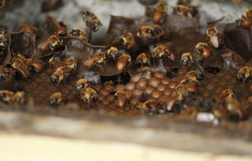 Dia Nacional da Abelha: Amazonas investe em produção de mel