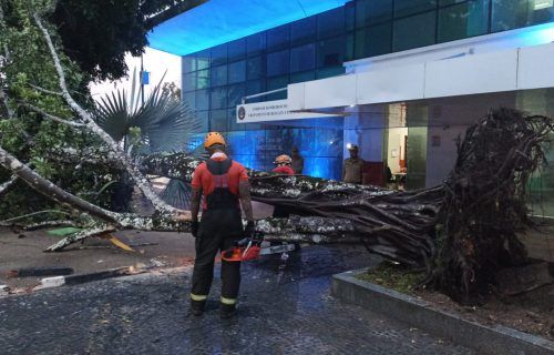 Chuva provoca queda de árvore na Ponta Negra