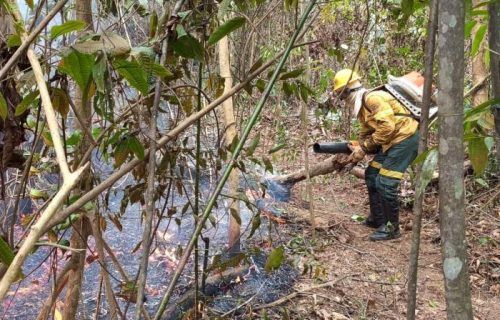 Parintins tem o maior índice de queimadas no Amazonas