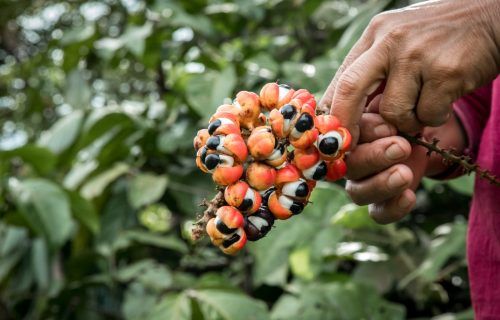 Agricultores impulsionam cultivo de guaraná no Amazonas com o apoio da Coca-Cola Brasil