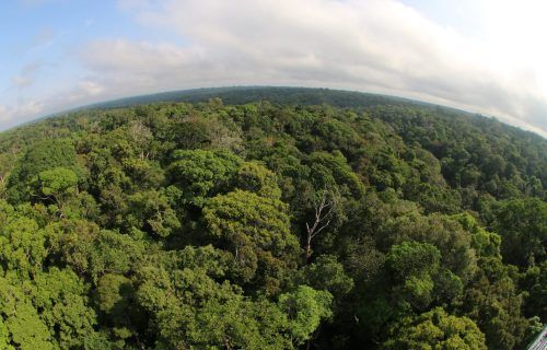 Desmatamento no Amazonas tem maior queda do ano em novembro, aponta Imazon