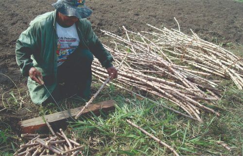 Governo do Amazonas abre inscrições para municípios que aderiram ao Garantia Safra 2023/2024