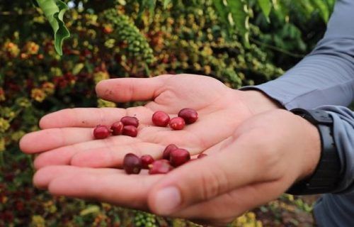 cultura-do-cafe_idam-2