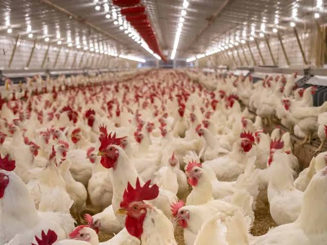 images-2025-05-19t102656-797